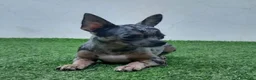 Chihuahua perros en venta: Chihuahua  - Anuncio 3