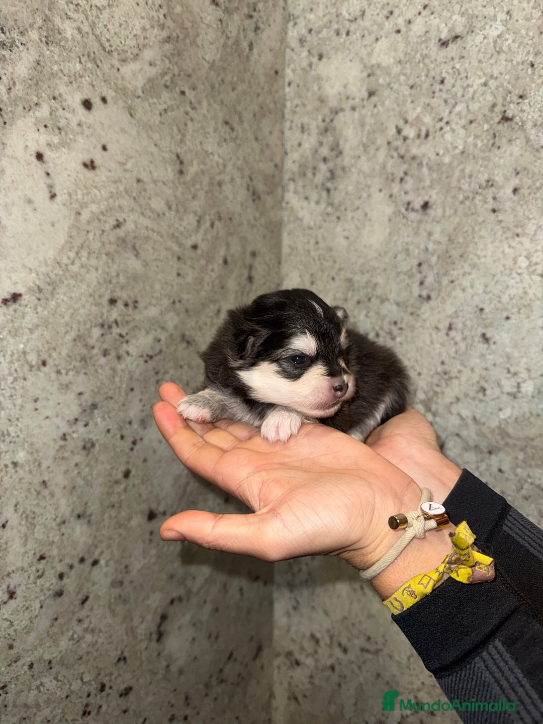 Pomsky perros en venta: Pomsky F5 - Anuncio 6
