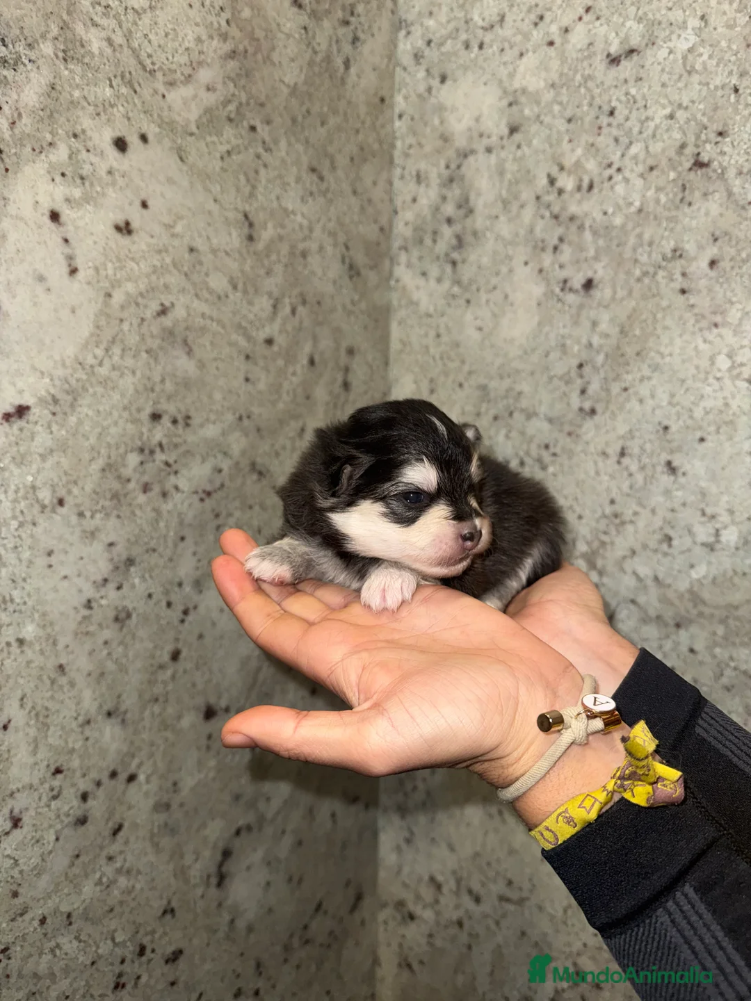 Pomsky perros en venta: Pomsky F5 - Anuncio 14