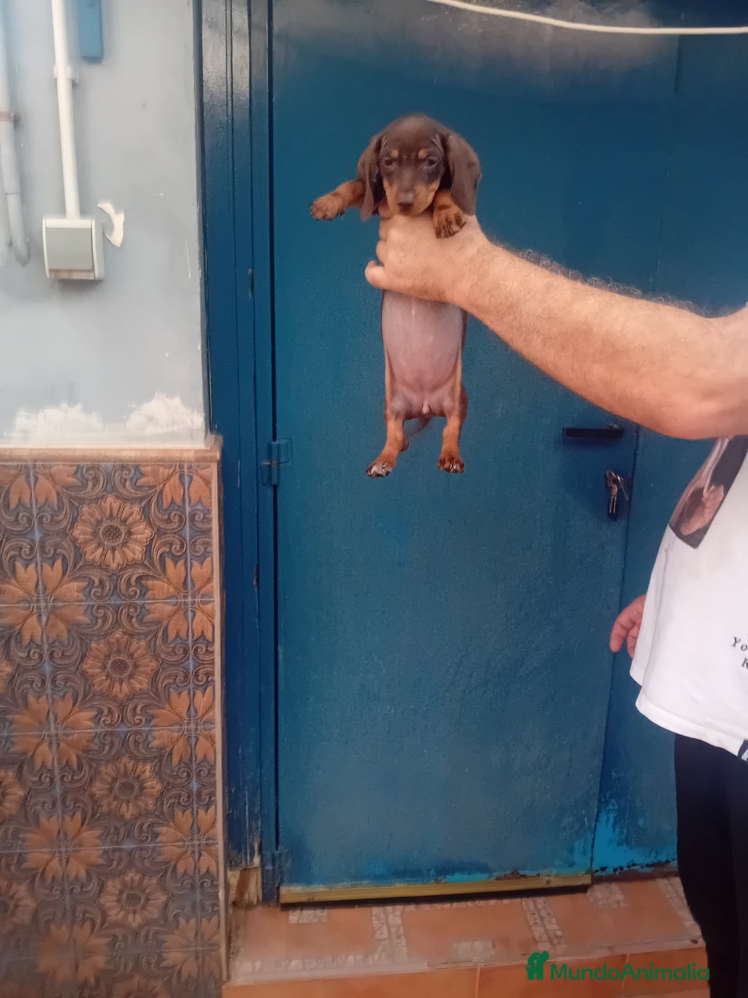 Teckel Miniatura perros en venta: ‼️hembritas de teckel kaninchen  - Imagen 3