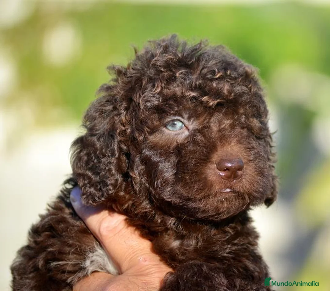 Perro de Agua Español perros en venta: PERRO DE AGUA  - Anuncio 36