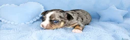 Chihuahua perros en venta: Chihuahuas toy - Anuncio 13