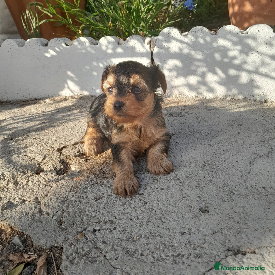 Yorkshire Terrier perros en venta: YORKSHIRE - Imagen 13