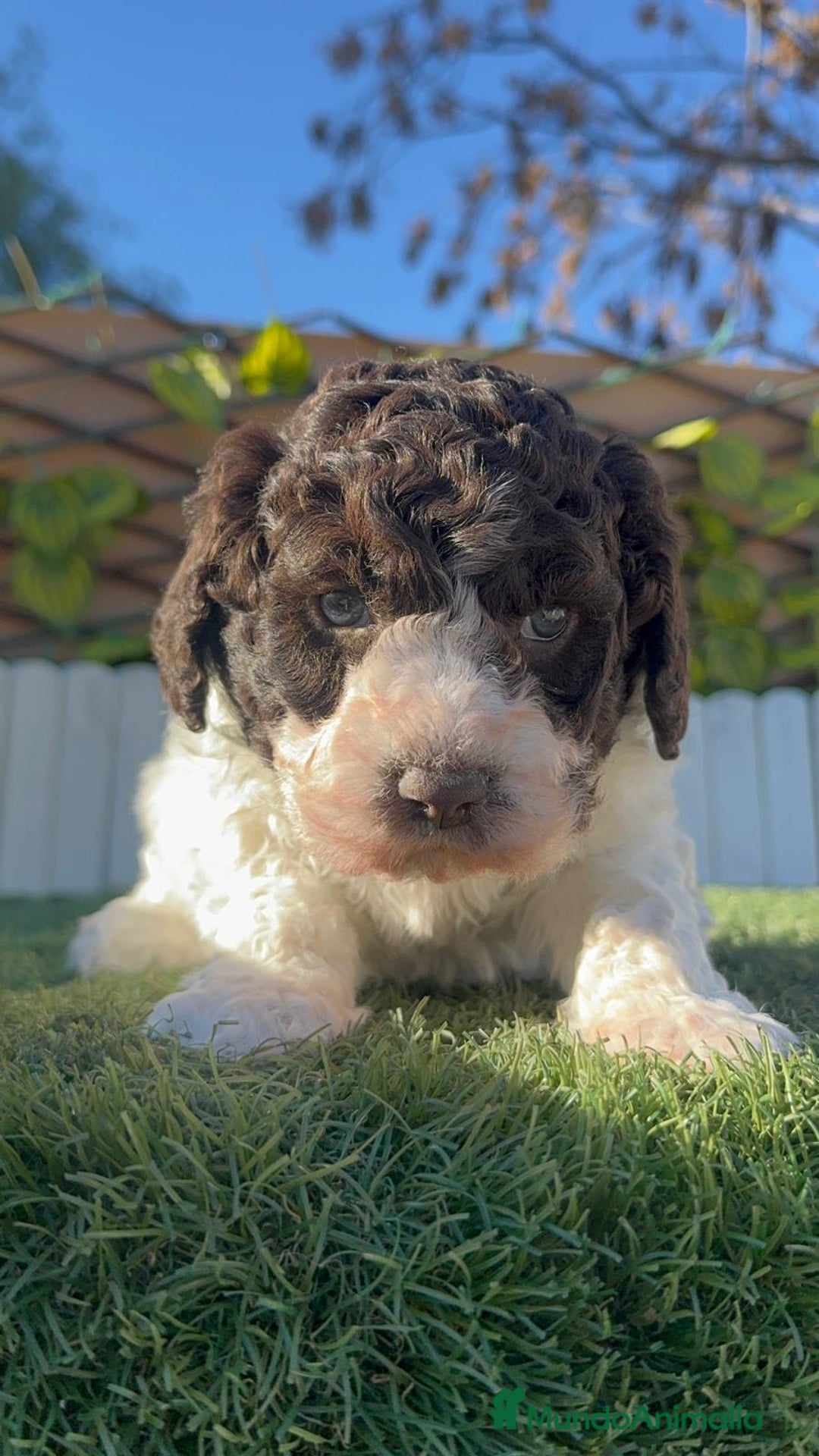 Perro de Agua Español perros en venta: PERRO ESPAÑOL AGUA ESPAÑOL - Anuncio 5