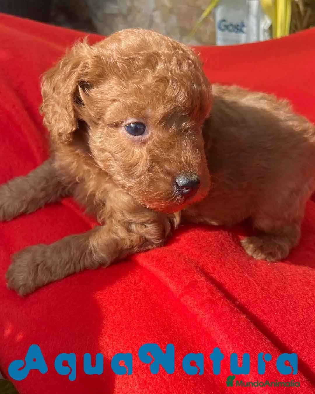 Caniche Toy perros en venta: Caniche Macho 7352 de Camila - AQUANATURA en Barcelona - Anuncio 4