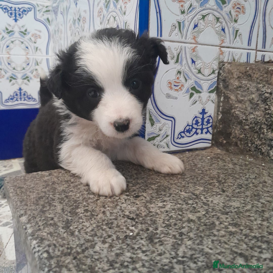 Border Collie perros en venta: BORDER COLLIE - Anuncio 11