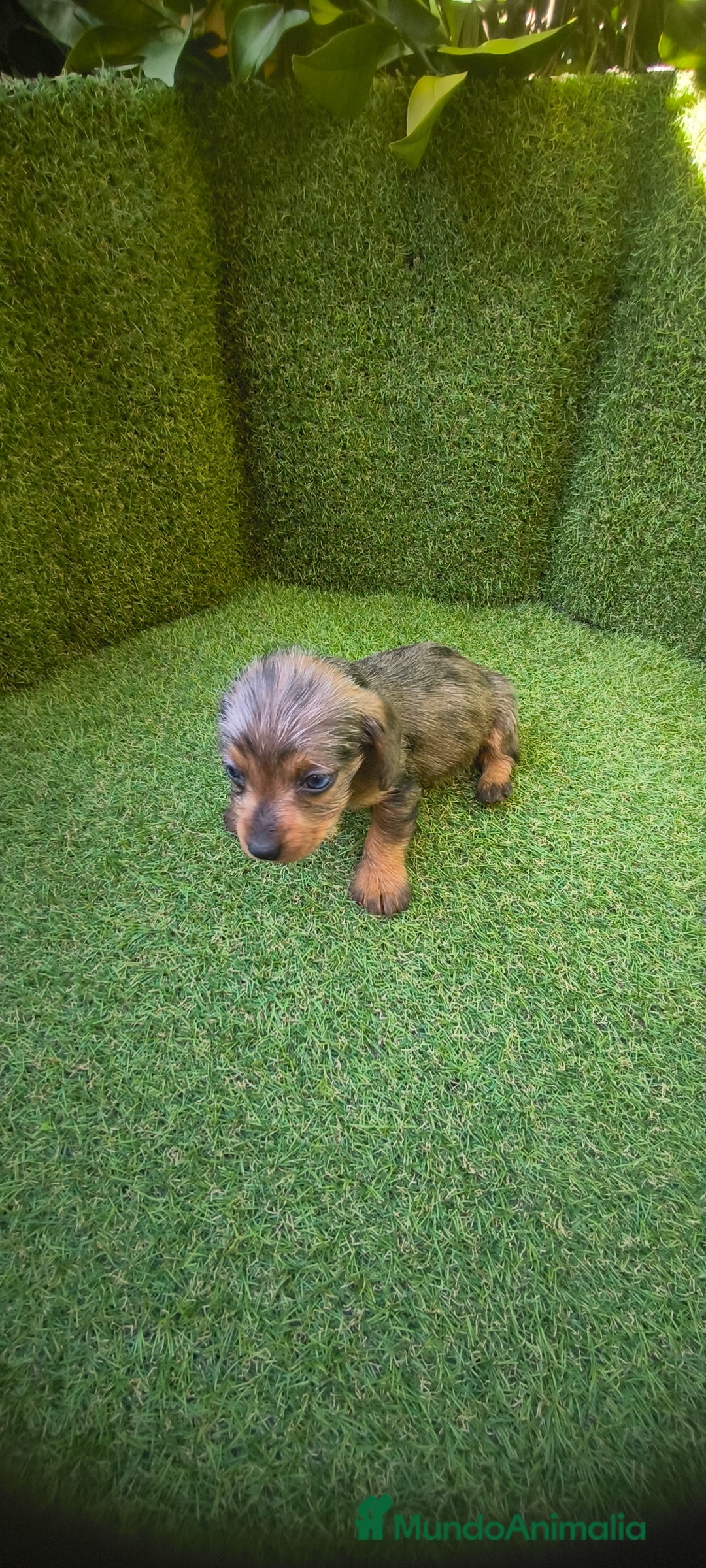 Teckel Miniatura perros en venta: camada teckel miniatura  - Anuncio 27