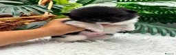 Pomerania perros en venta: POMERANIA - Anuncio 6