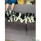 Border Collie perros Border collie puppy  - Anuncio 1