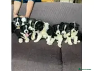 Border Collie perros Border collie puppy - Anuncio 22