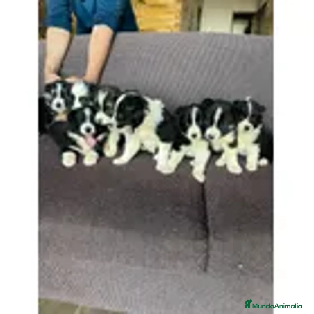 Border Collie perros en venta: Border collie puppy  - Anuncio 1