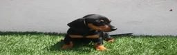 Teckel Miniatura perros en venta: Teckel Miniatura  - Anuncio 8
