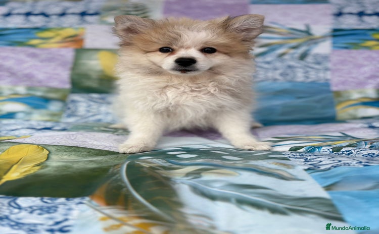 Pomerania perros - Anuncio 11