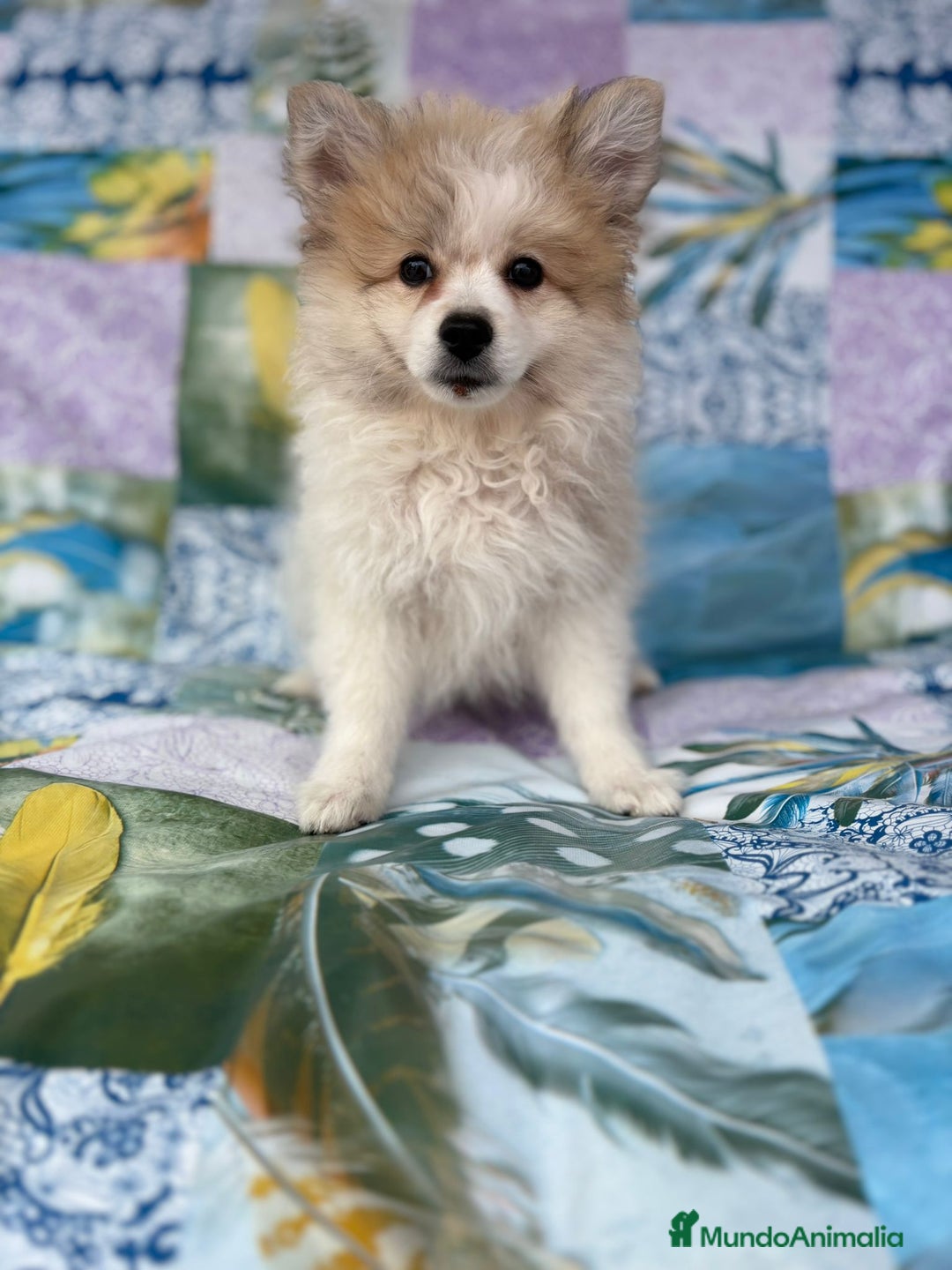 Pomerania perros en venta: Preciosa pomerania hembra - Imagen 2