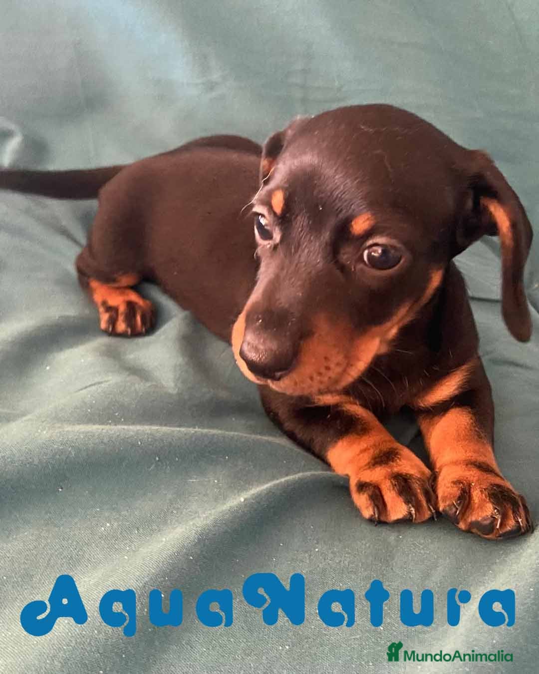 Teckel perros Teckel Macho de Tita Junior 5836 AQUANATURA en Barcelona - Anuncio 2