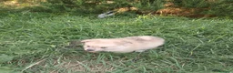 Pomerania perros en venta: Pomerania  - Anuncio 2