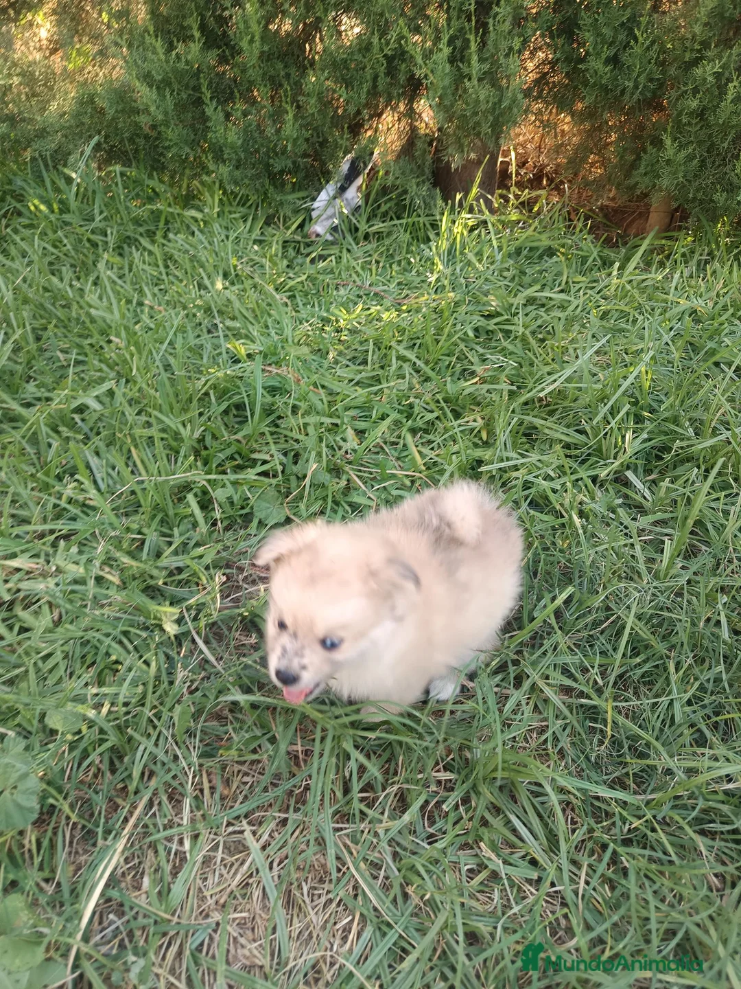 Pomerania perros en venta: Pomerania  - Anuncio 2