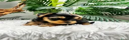 Yorkshire Terrier perros en venta: YORKSHIRE TERRIER HEMBRAS - Anuncio 15