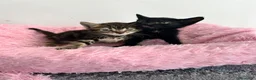 Raza Mixta gatos en venta: Gatitos raza mixta  - Anuncio 1