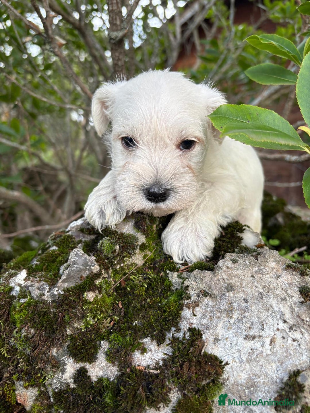 Schnauzer Miniatura perros en venta: Schnauzer blancos camada disponible  - Imagen 3