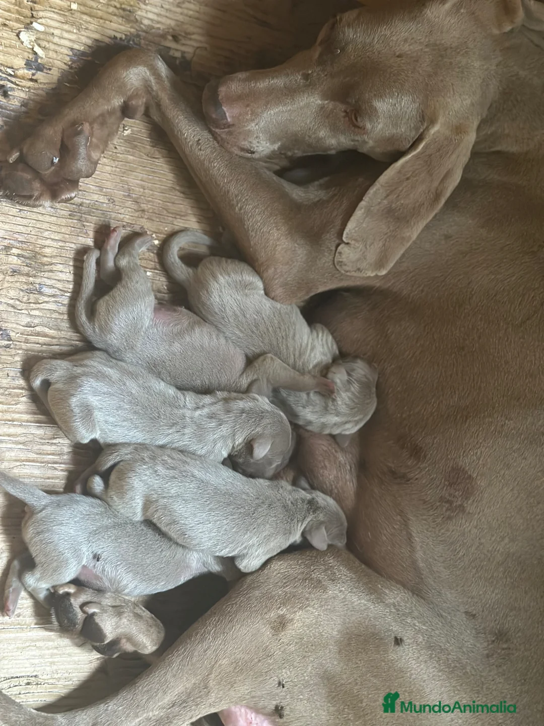 Weimaraner perros en venta: BRACO DE WEIMAR DISPONIBLES - Anuncio 7