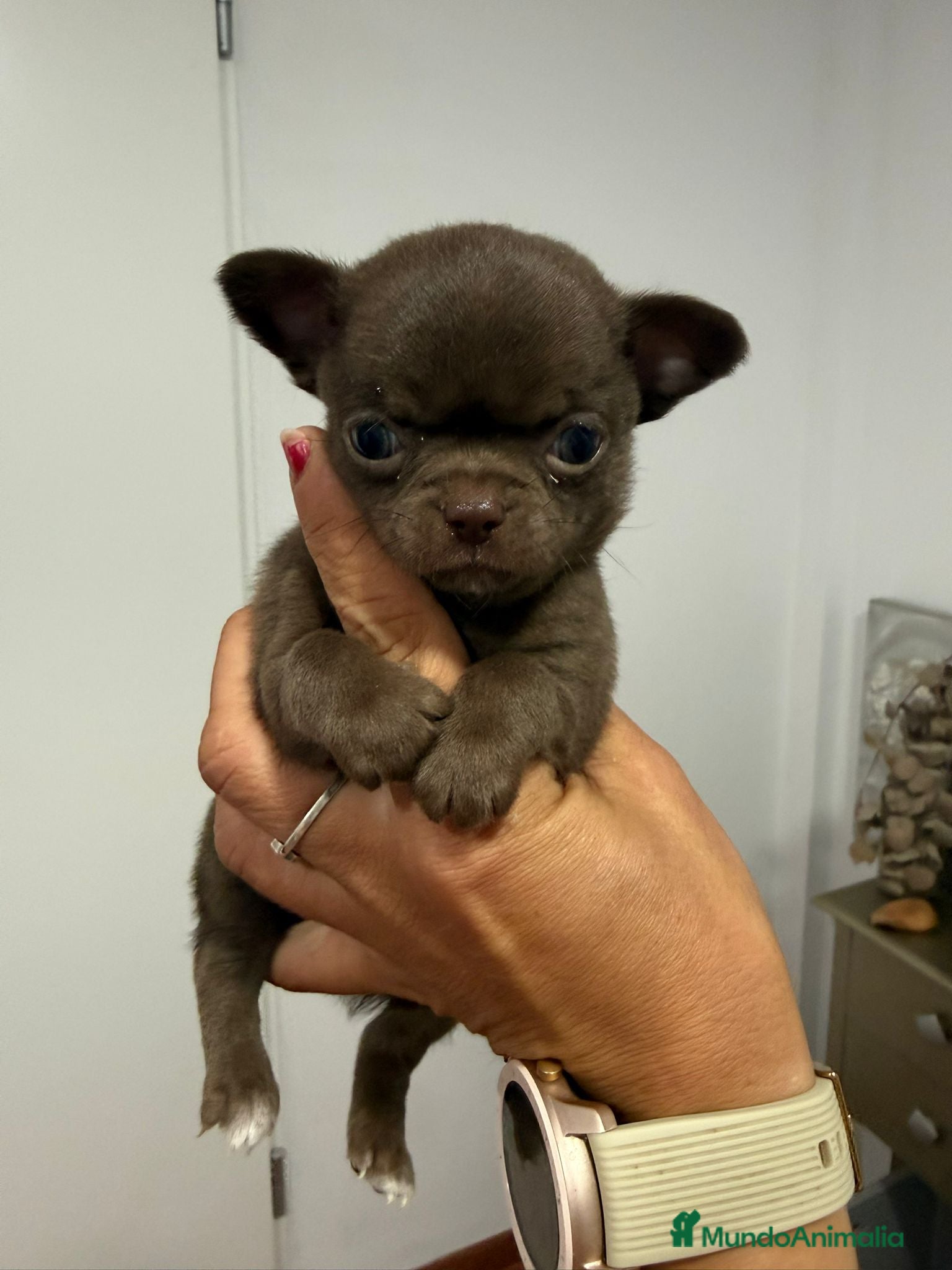 Chihuahua perros Dos machos de chihuahuas toy linea rusa - Anuncio 1