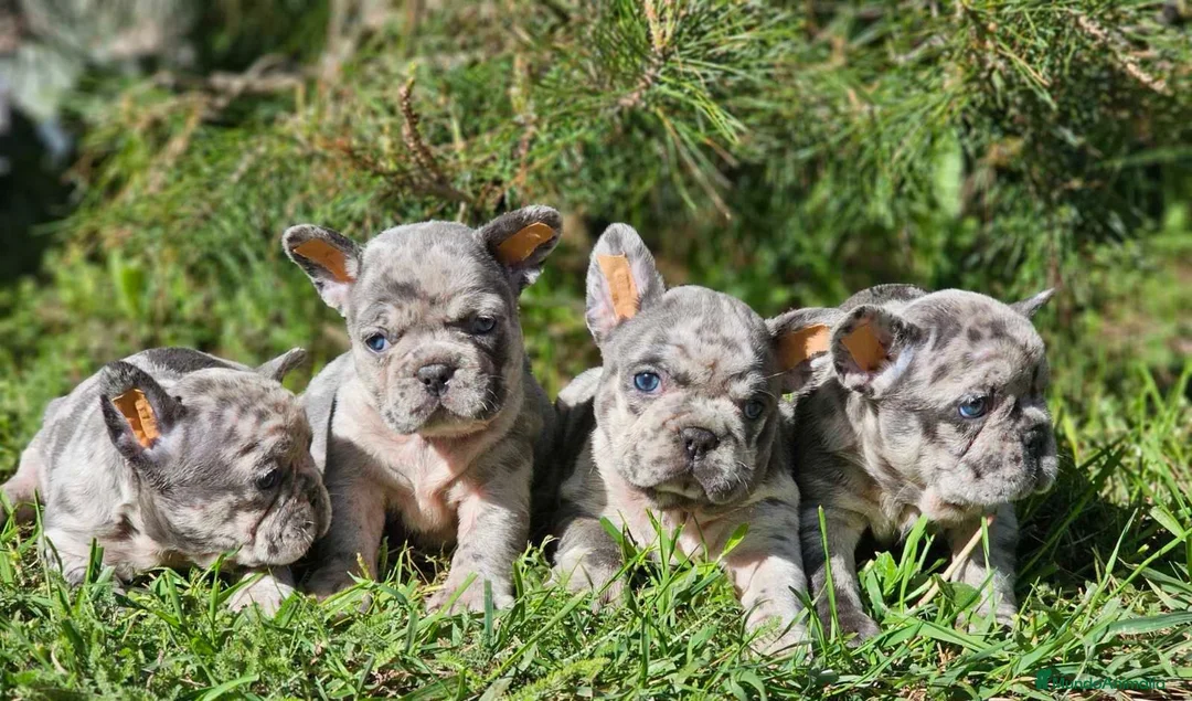 Bulldog Francés perros en venta: ‼️‼️BULLDOG FRANCES EXÓTICOS  - Anuncio 1