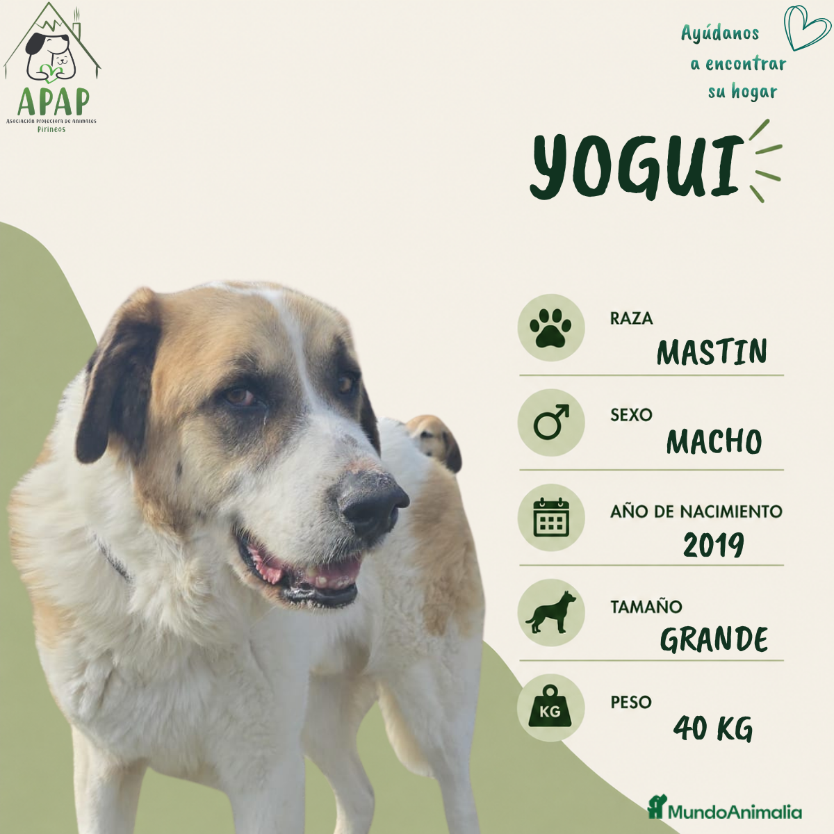 Mastín del Pirineo perros YOGUI busca hogar - Anuncio 3