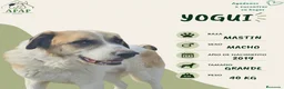 Mastín del Pirineo perros en adopcion: YOGUI busca hogar - Anuncio 1