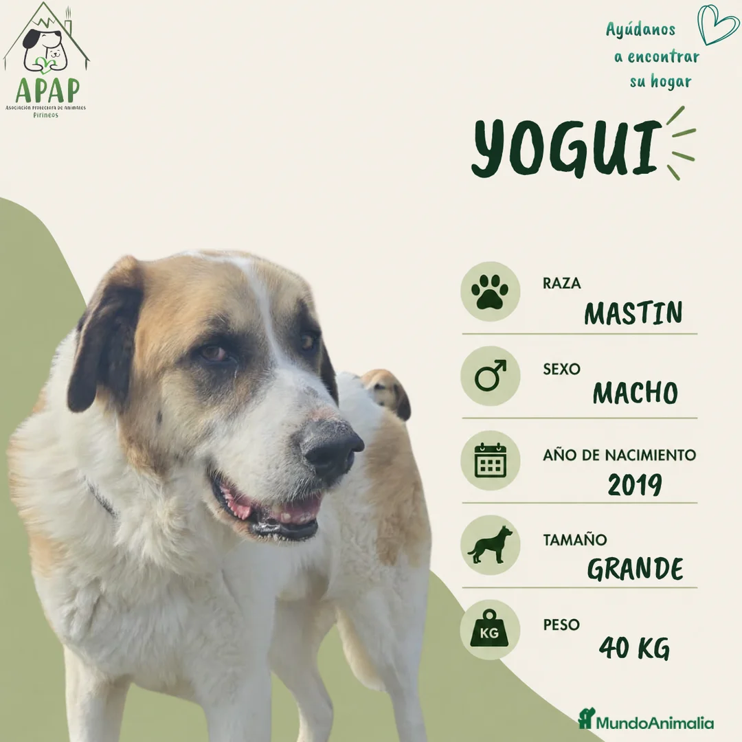 Mastín del Pirineo perros en adopcion: YOGUI busca hogar - Anuncio 1