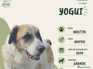 Mastín del Pirineo perros YOGUI busca hogar - Anuncio 19