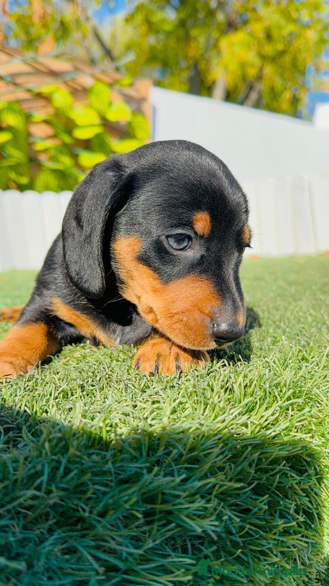 Teckel Miniatura perros en venta: TECKEL MINIATURA - Anuncio 26