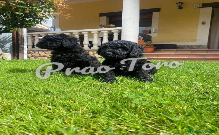 Perro de Agua Español perros - Anuncio 1