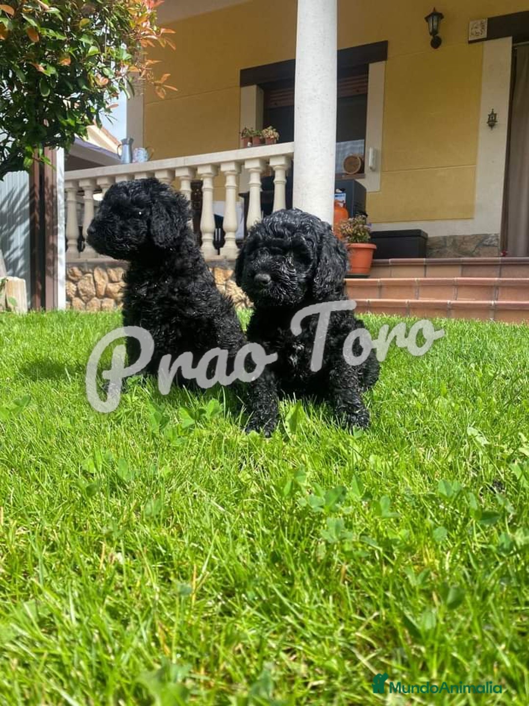 Perro de Agua Español perros en venta: Ultimo perro de aguas - Imagen 1