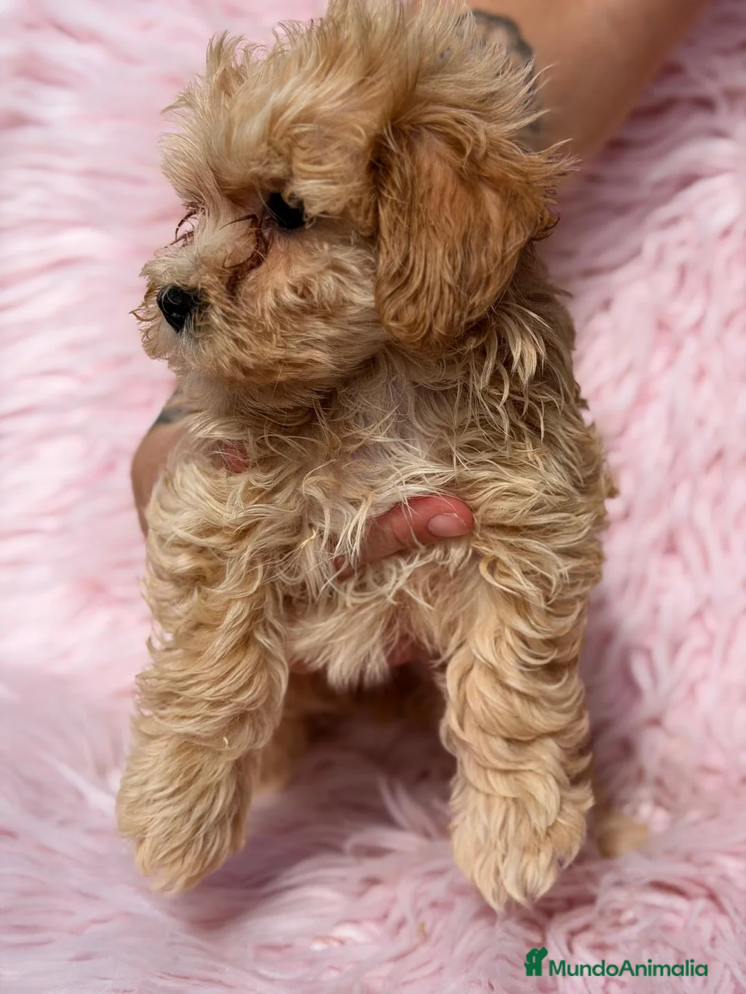 Maltipoo perros en venta: Maltipoo hembra apricot - Anuncio 2
