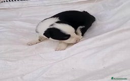 Border Collie perros en venta: Border collie  - Imagen 23