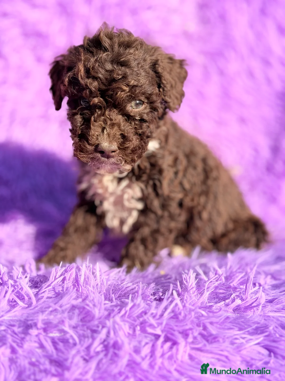 Perro de Agua Español perros en venta: Pdae hembra  - Anuncio 2