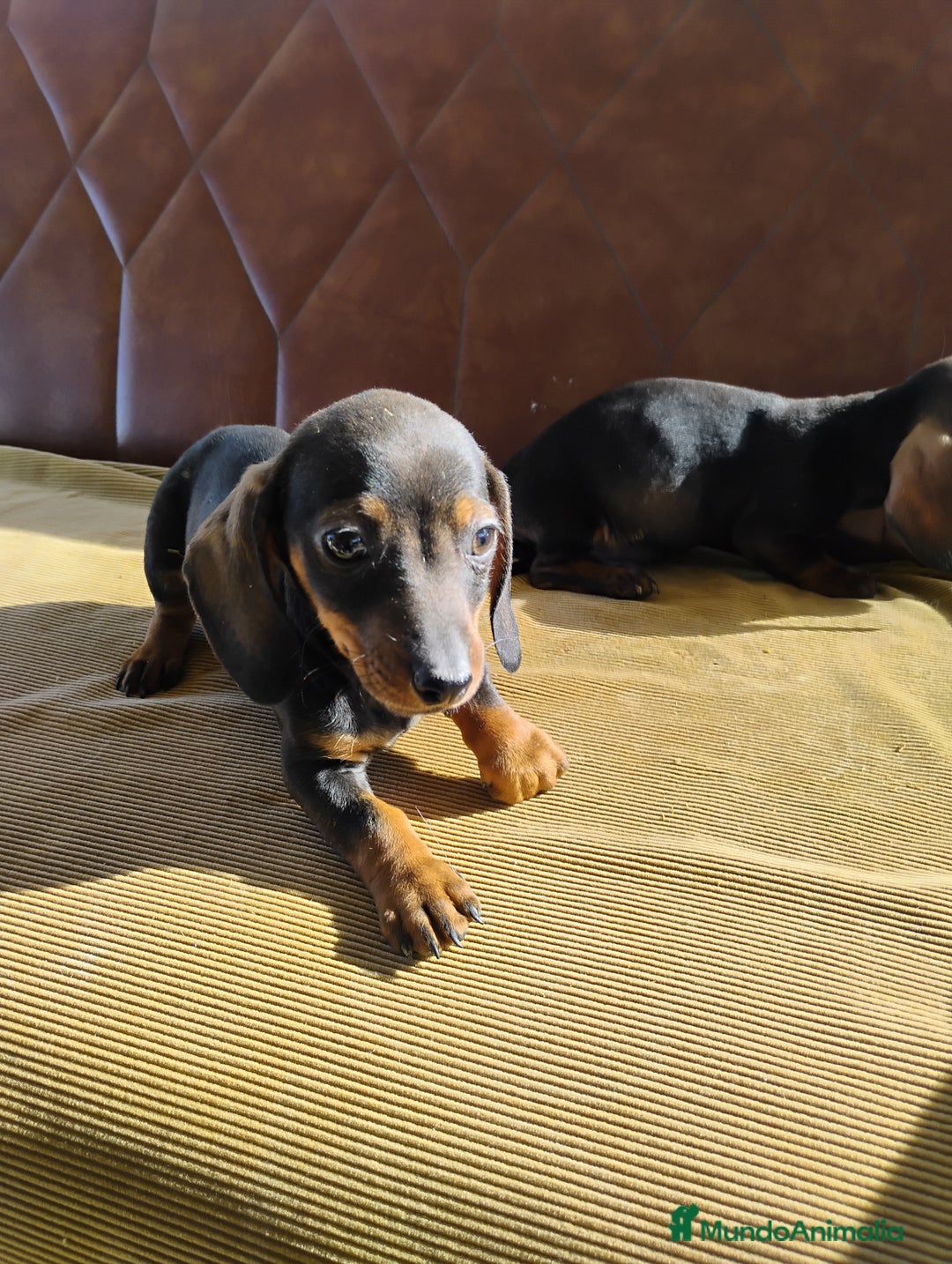 Teckel Miniatura perros en venta: Machos teckel miniatura pelo corto  - Anuncio 3