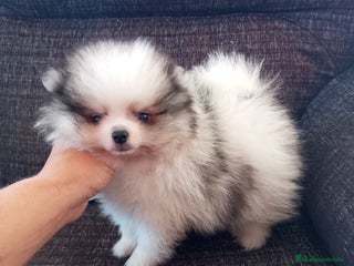 Pomerania perros - Anuncio 38