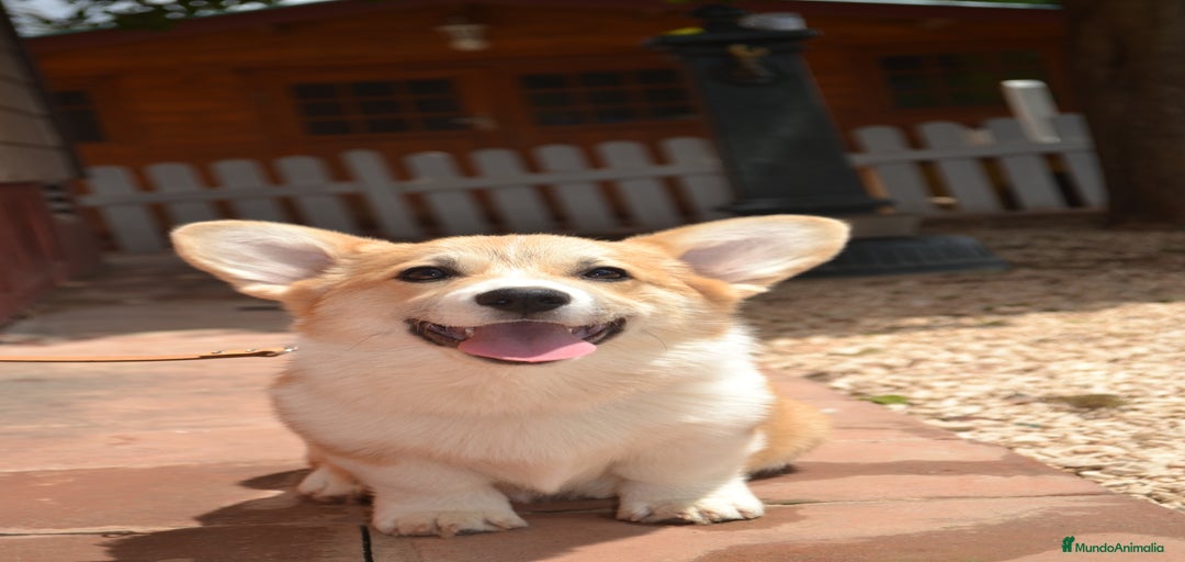 Imagen de galería {{count}}