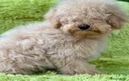 Caniche Enano perros en venta: CANICHE ENANO APRICOT MACHO - Imagen 2