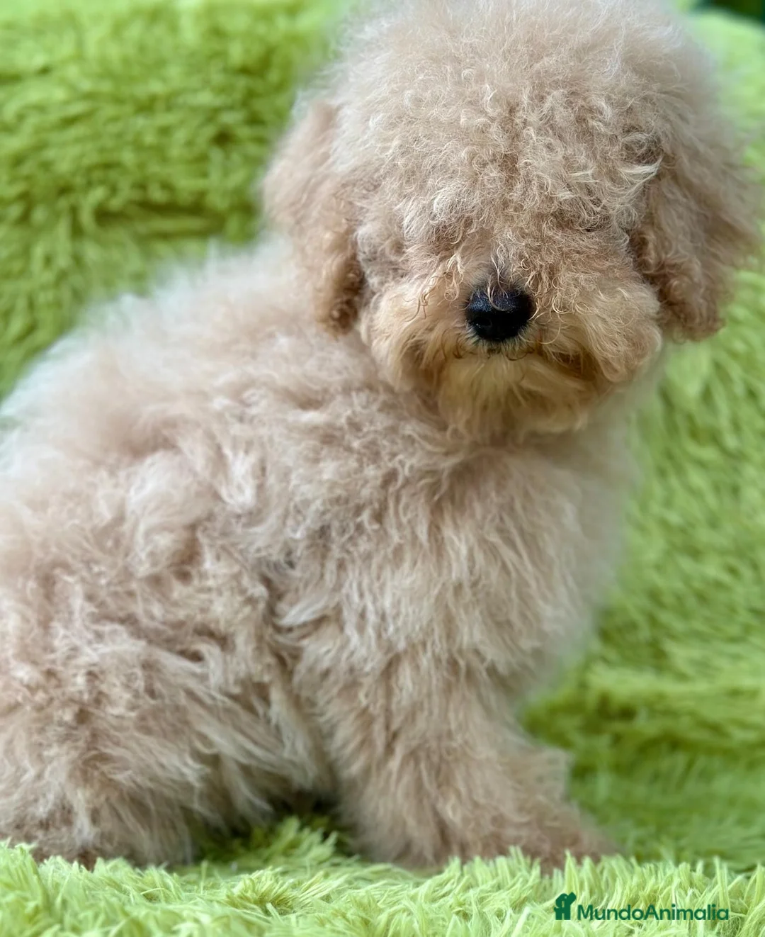 Caniche Enano perros en venta: CANICHE ENANO APRICOT MACHO - Anuncio 2