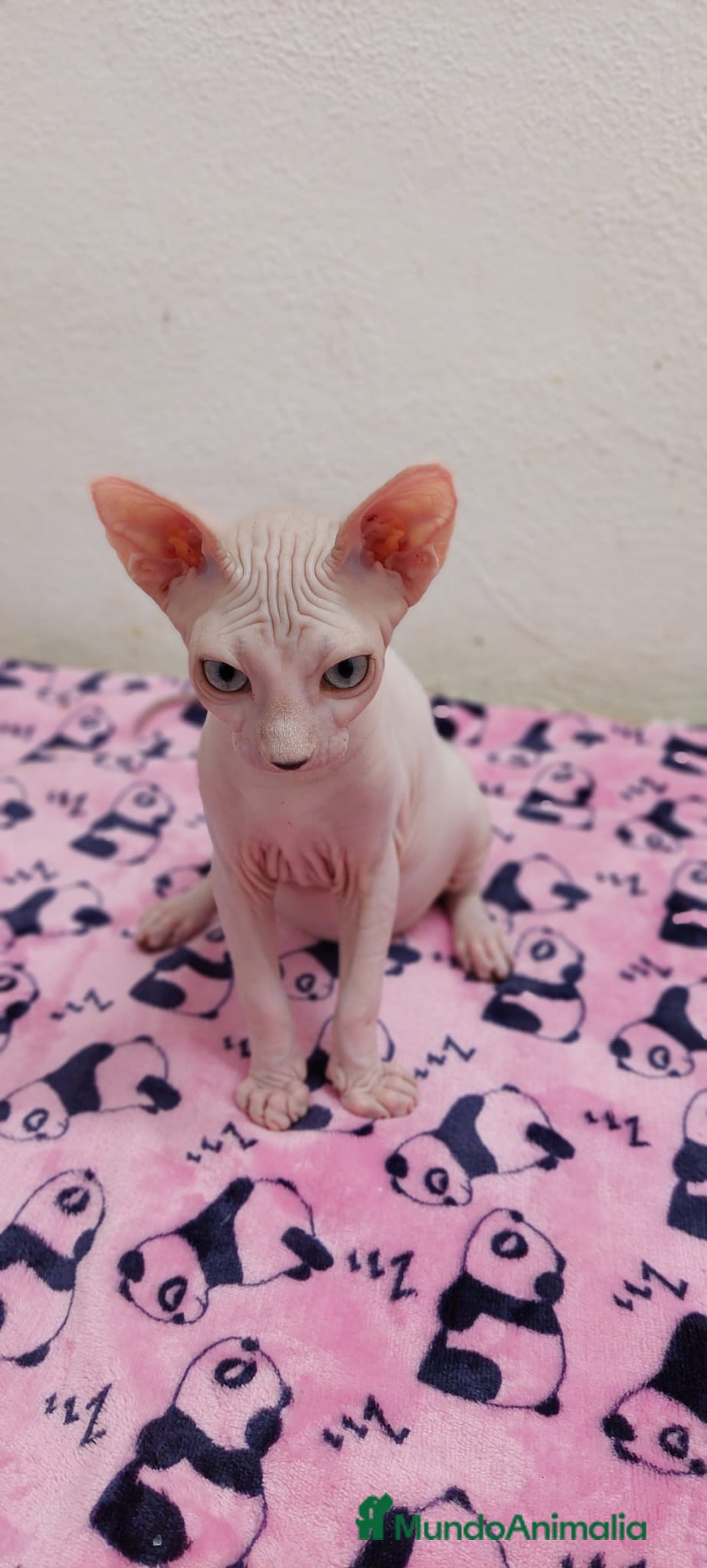 Sphynx gatos en venta: Preciosa hembrita ojos claros  - Imagen 2