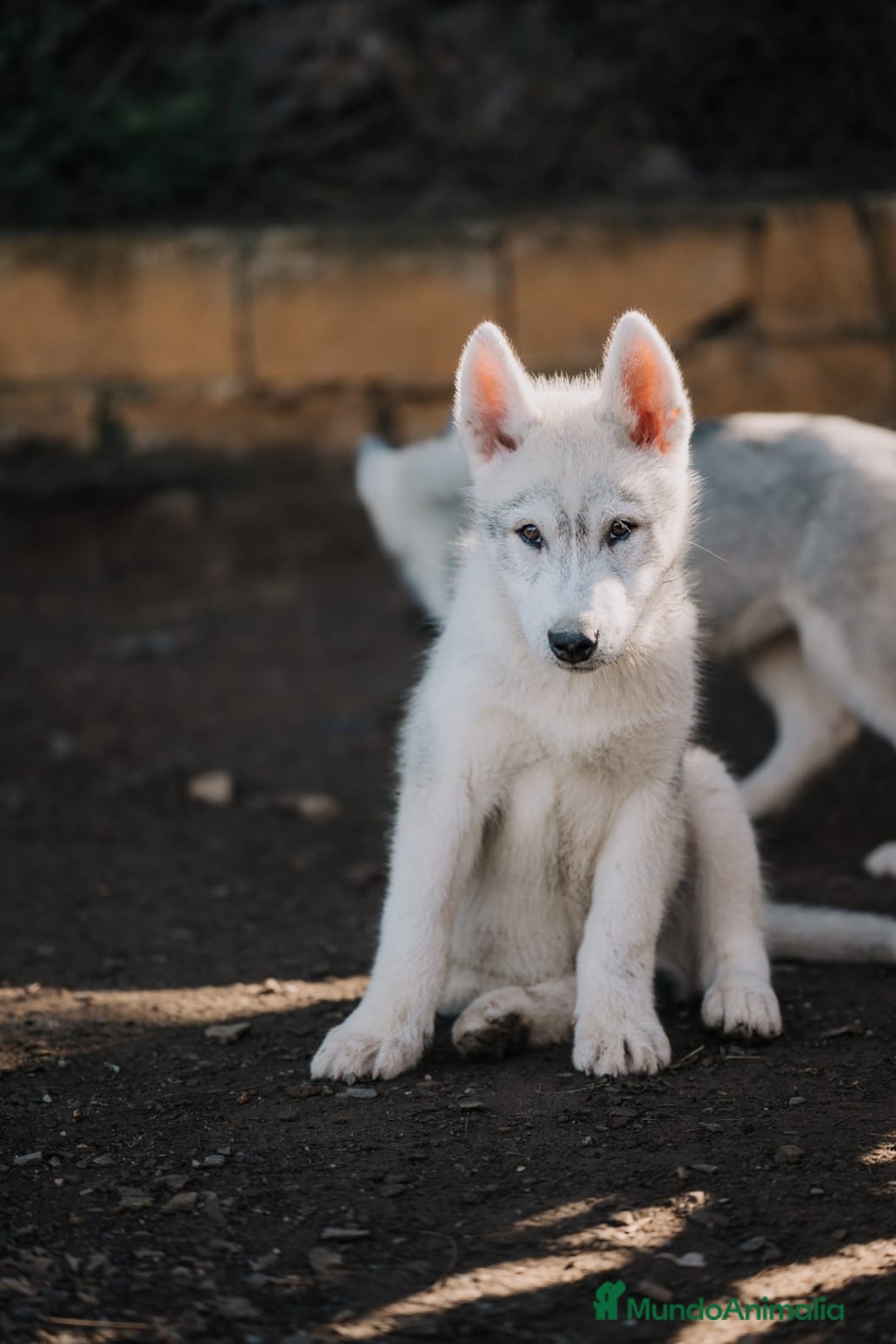 Husky Siberiano perros en venta: Precioso ultimo cachorro de husky - Anuncio 2