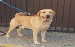 Labrador Retriever perros en venta: PROXIMA CAMADA DE LABRADOR RETRIEVER - Imagen 1