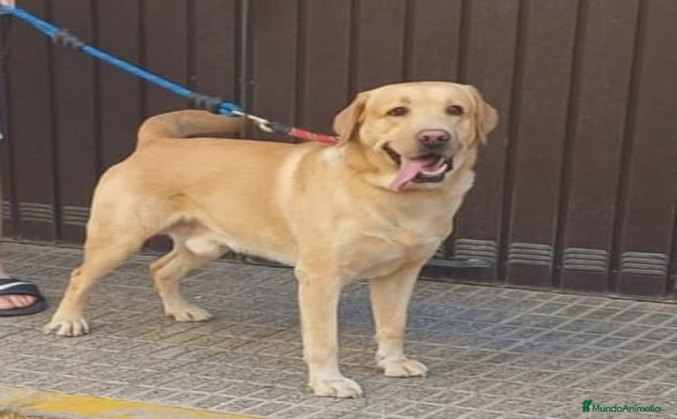 Labrador Retriever perros - Anuncio 1
