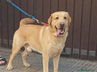 Labrador Retriever perros - Anuncio 2