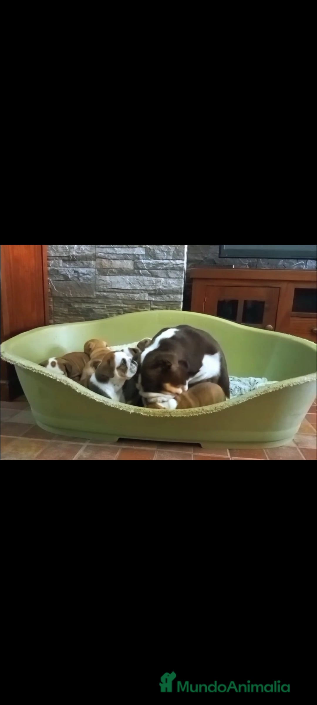 Bulldog Inglés perros en venta: Bulldog ingles  - Anuncio 8