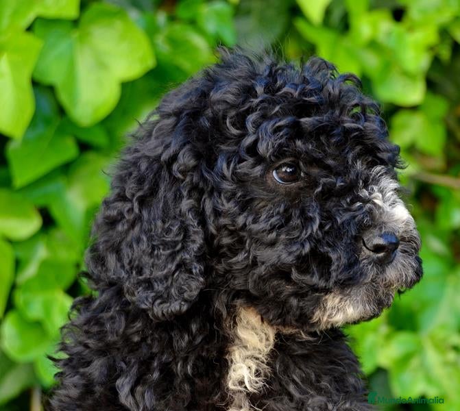 Perro de Agua Español perros CACHORRO PERRO DE AGUA ESPAÑOL  - Anuncio 31