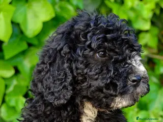 Perro de Agua Español perros CACHORRO PERRO DE AGUA ESPAÑOL - Anuncio 31